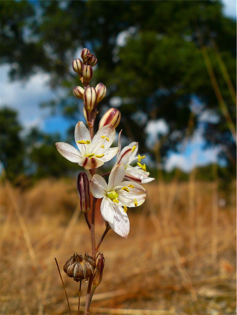 Urginea fugax / Scilla filiforme